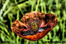 Crapmania (3) - 2013